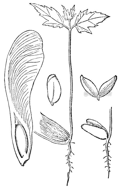 银枫树(糖槭)生长阶段种子至幼苗- 19世纪